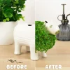 Capibara bloempot met zaadjes