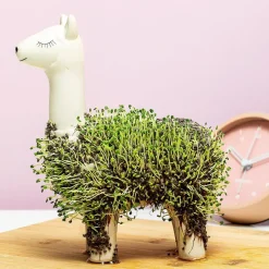 Lama bloempot met zaadjes