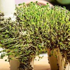 Lama bloempot met zaadjes