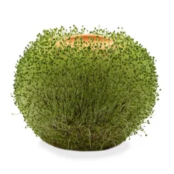 Ronde terracotta plantenpot