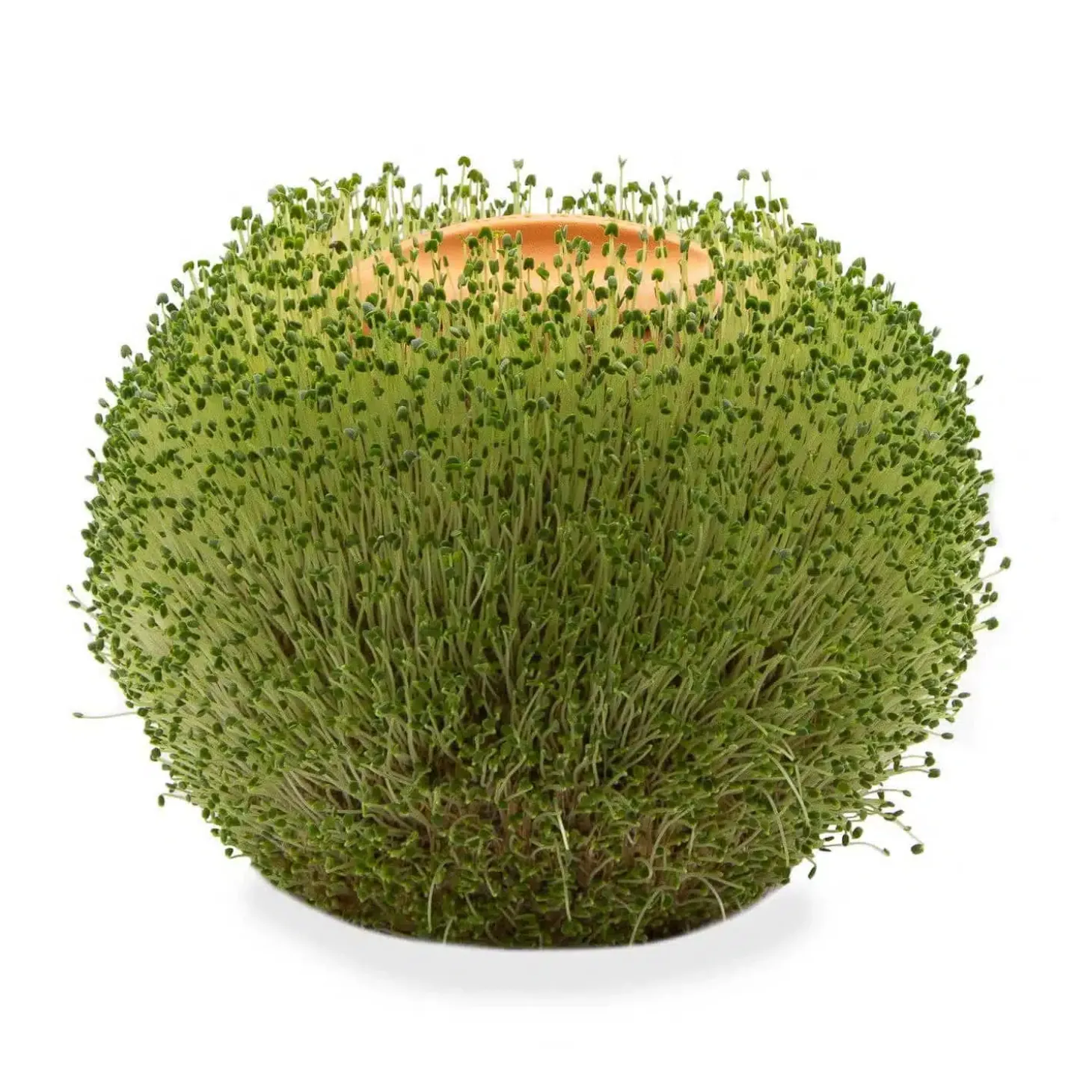Ronde terracotta plantenpot